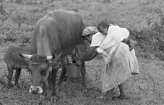 Maria Angela and Jos Elmer Milking Heifer Project Cow